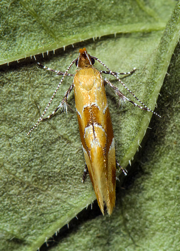 Epicallima formosella, Oecophoridae